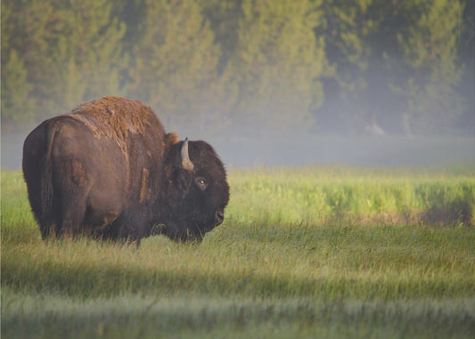 Bison aamunvalossa | Julisteet - Taidevedokset