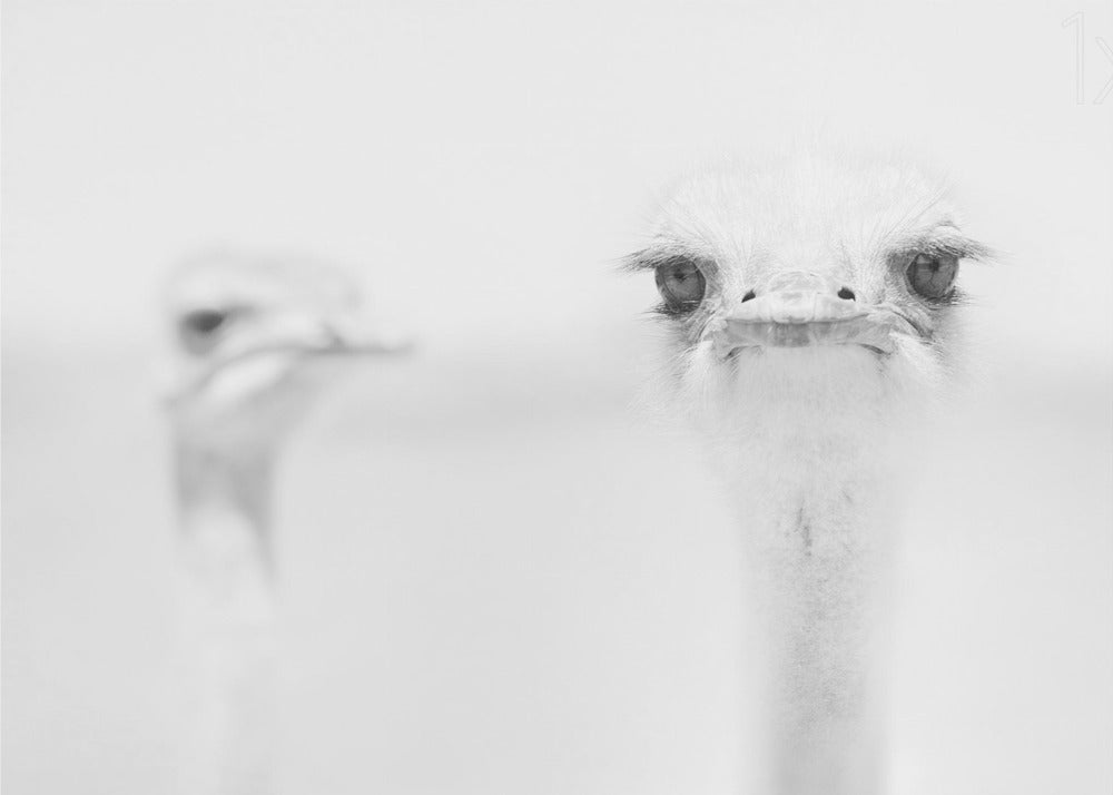 Hauska strutsi | Julisteet - Taidevedokset