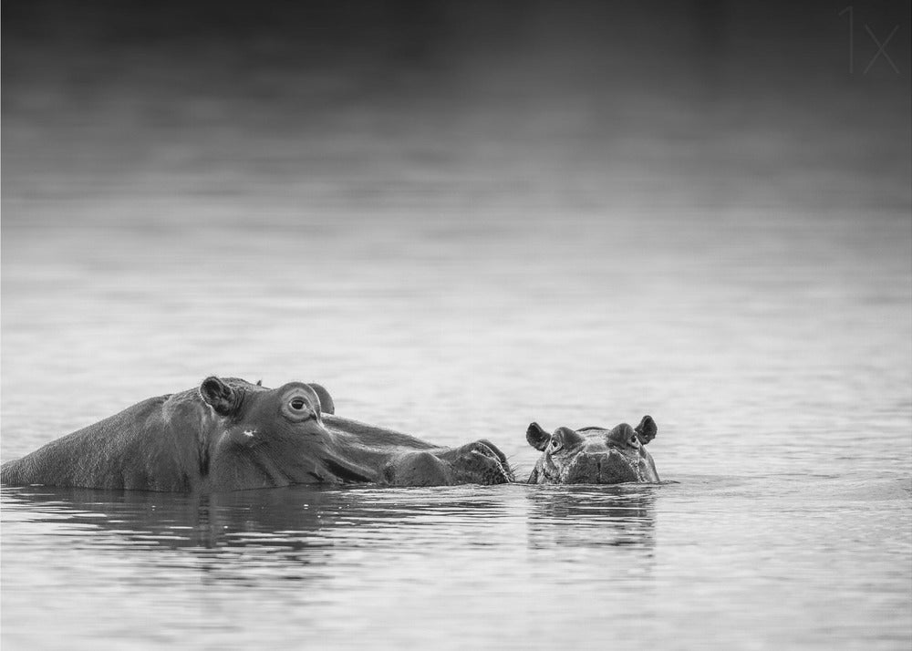 Silmien taso | Julisteet - Taidevedokset
