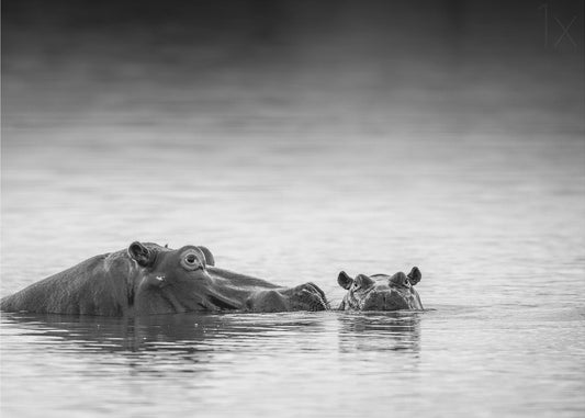 Silmien taso | Julisteet - Taidevedokset