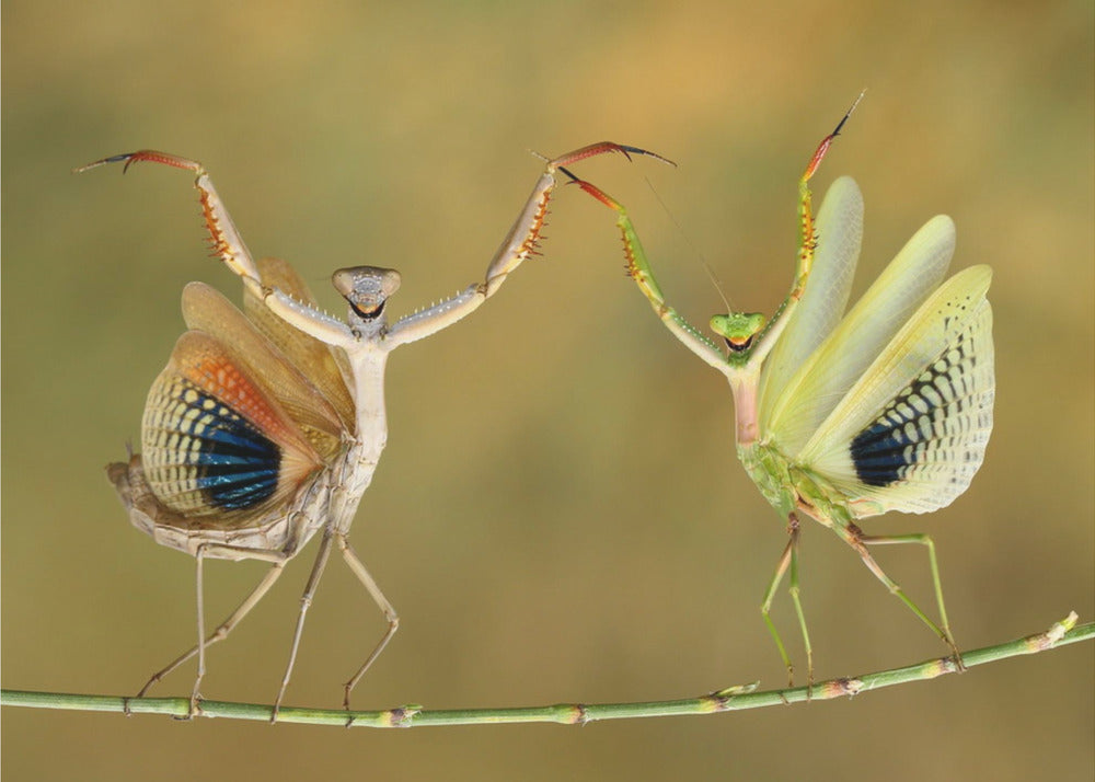 Näytä aika | Julisteet - Taidevedokset