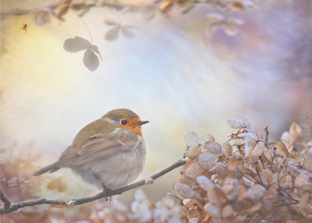 Robin on dreams | Poster