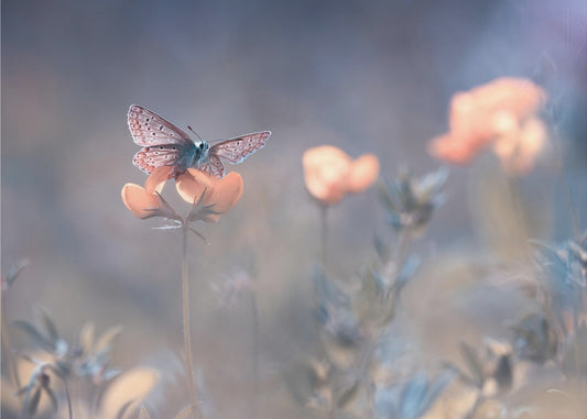 Lothlorienin nainen | Valokuvatapetit