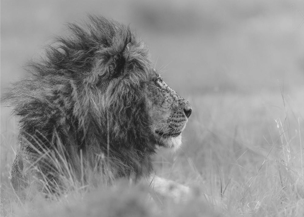 Kuningas on yksin | Julisteet - Taidevedokset