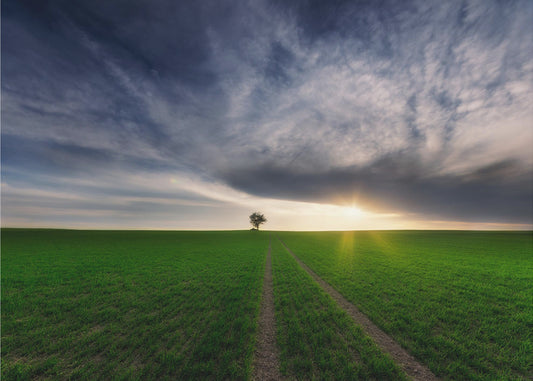 samotnik na słońcu | Plakaty - Wydruki Artystyczne