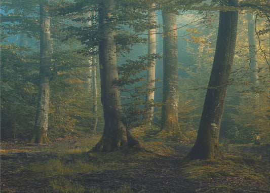 Oktoberfarben | Fototapeten