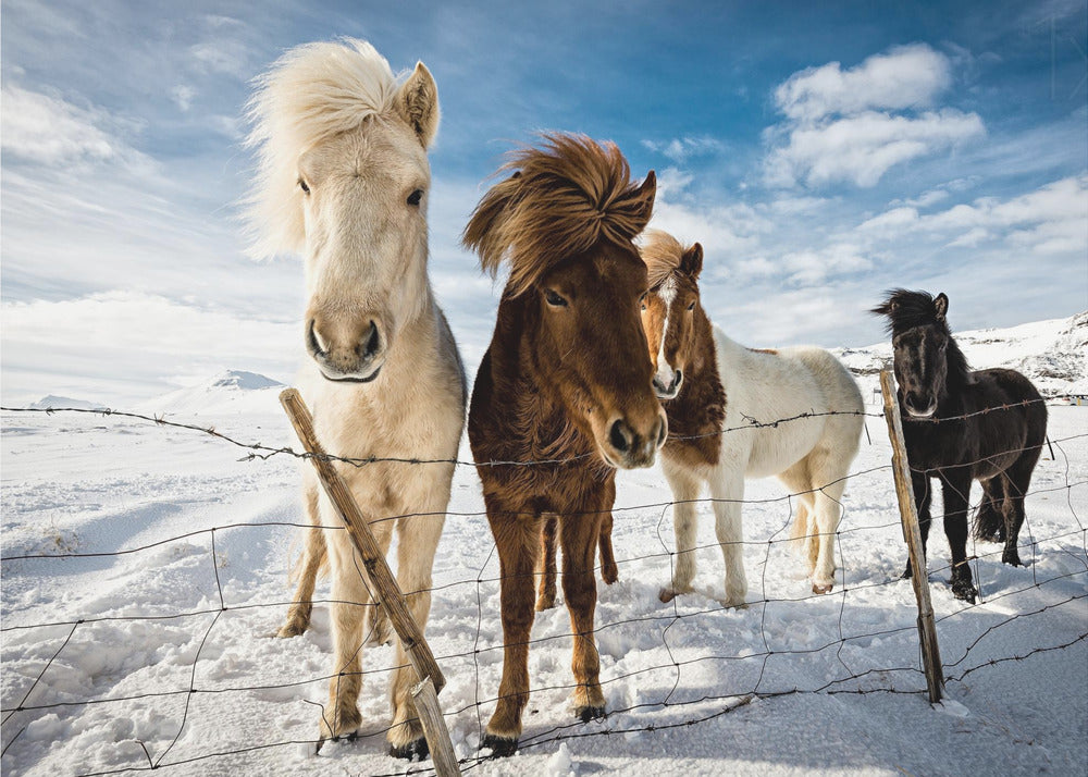 Islantilainen hiustyyli | Julisteet - Taidevedokset