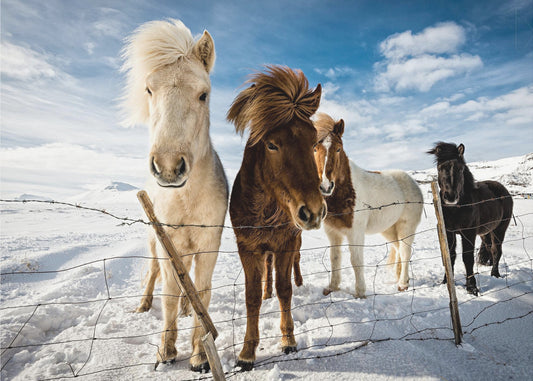 Islantilainen hiustyyli | Julisteet - Taidevedokset