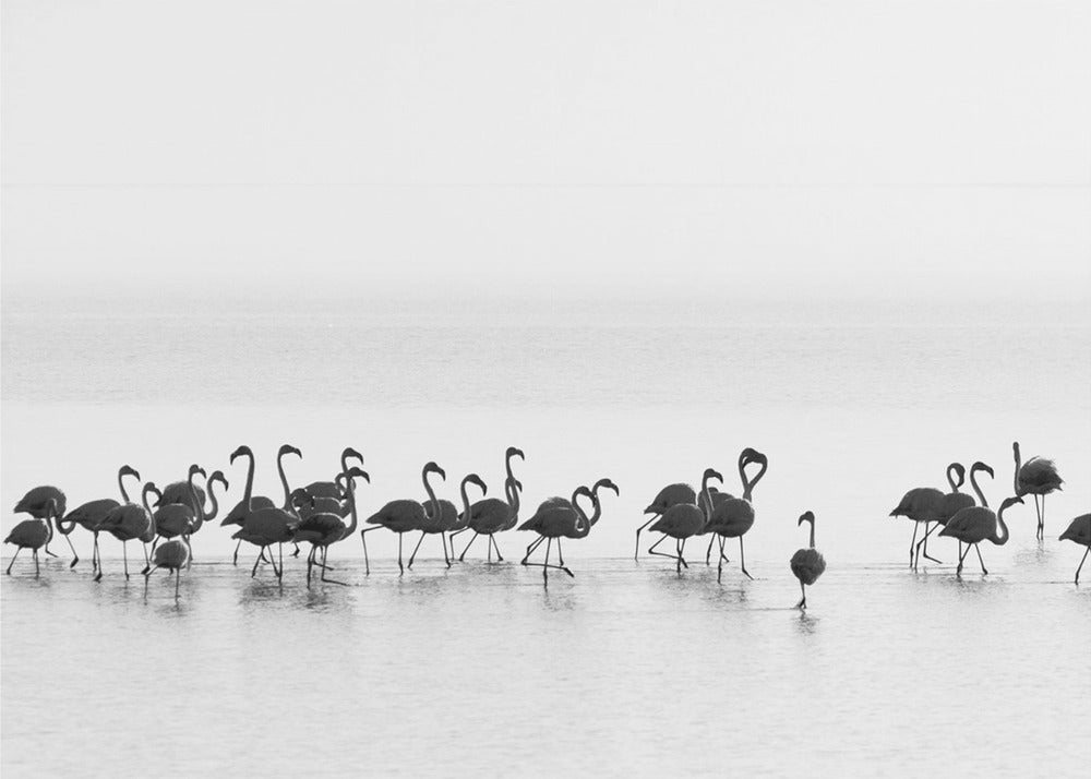 Flamingos | Canvas