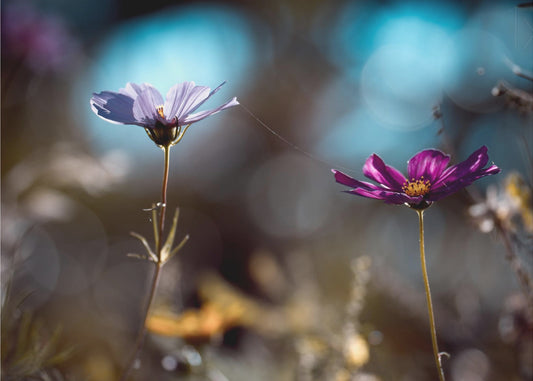 Linkki | Julisteet - Taidevedokset