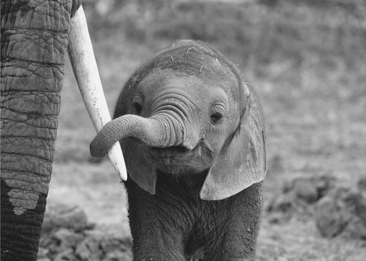 Sulje | Valokuvatapetit