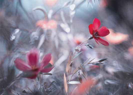 Kukka, tarina | Julisteet - Taidevedokset