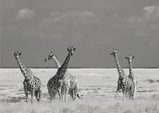 Schau mal, Mädchen, seltsame Tiere | Poster - Kunstdruck