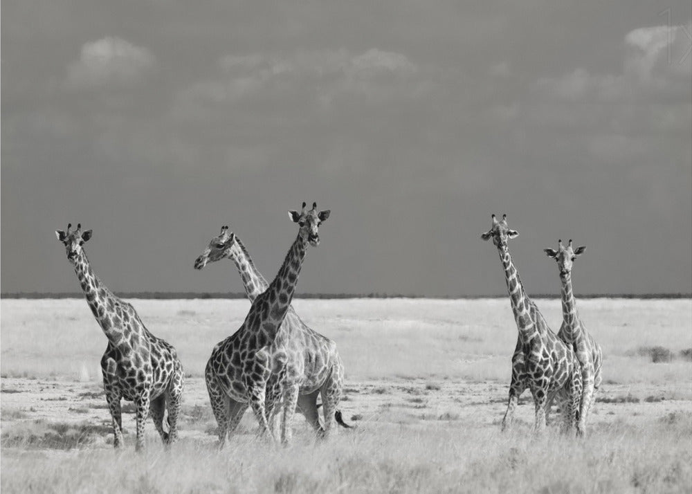 Schau mal, Mädchen, seltsame Tiere | Poster - Kunstdruck