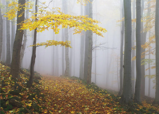 Ohne Titel | Fototapeten