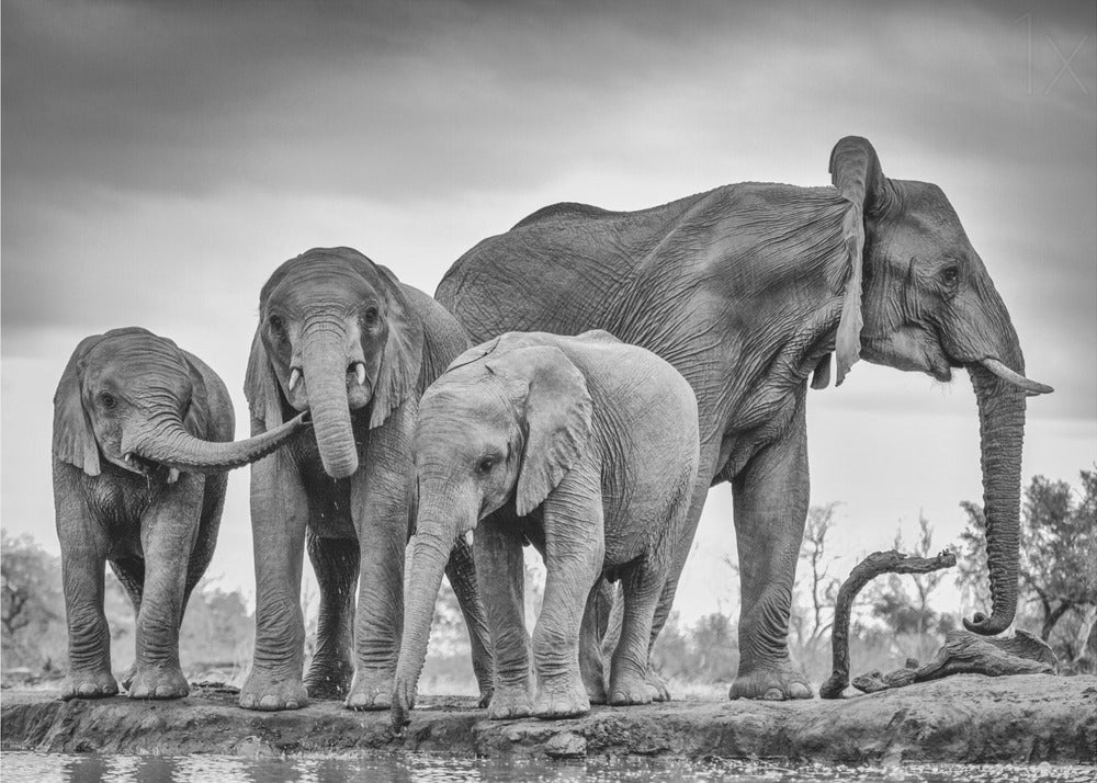 Una unidad gigante | Posters  - Impresiones de Arte