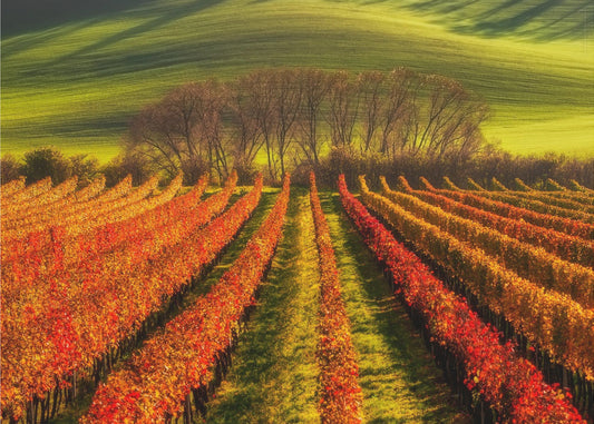 viticulture | Papier Peint Photo