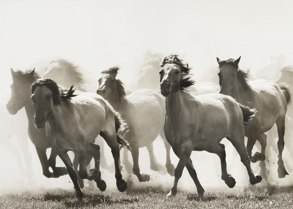 Hevonen | Julisteet - Taidevedokset