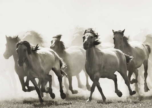 Hevonen | Julisteet - Taidevedokset