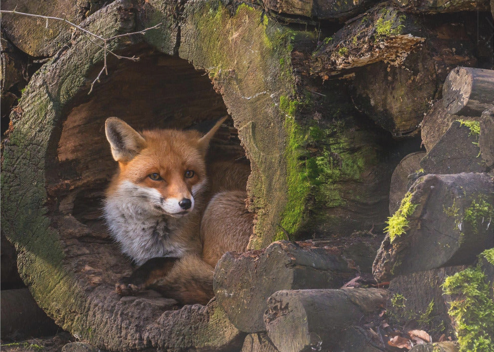 Kettu | Julisteet - Taidevedokset