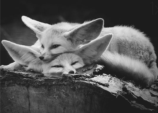 Onnellinen pari | Julisteet - Taidevedokset