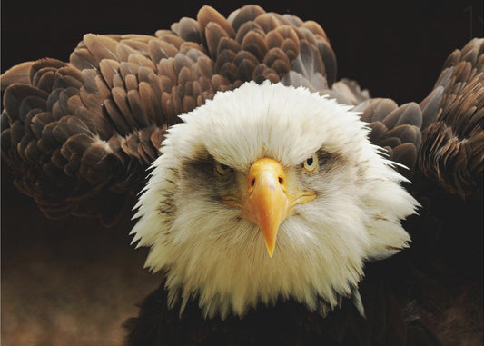 El Juez | Papel Pintado Fotográfico