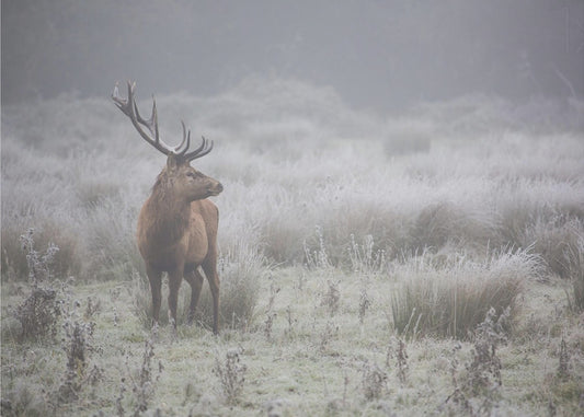 Orgulloso. ciervo. | Papel Pintado Fotográfico