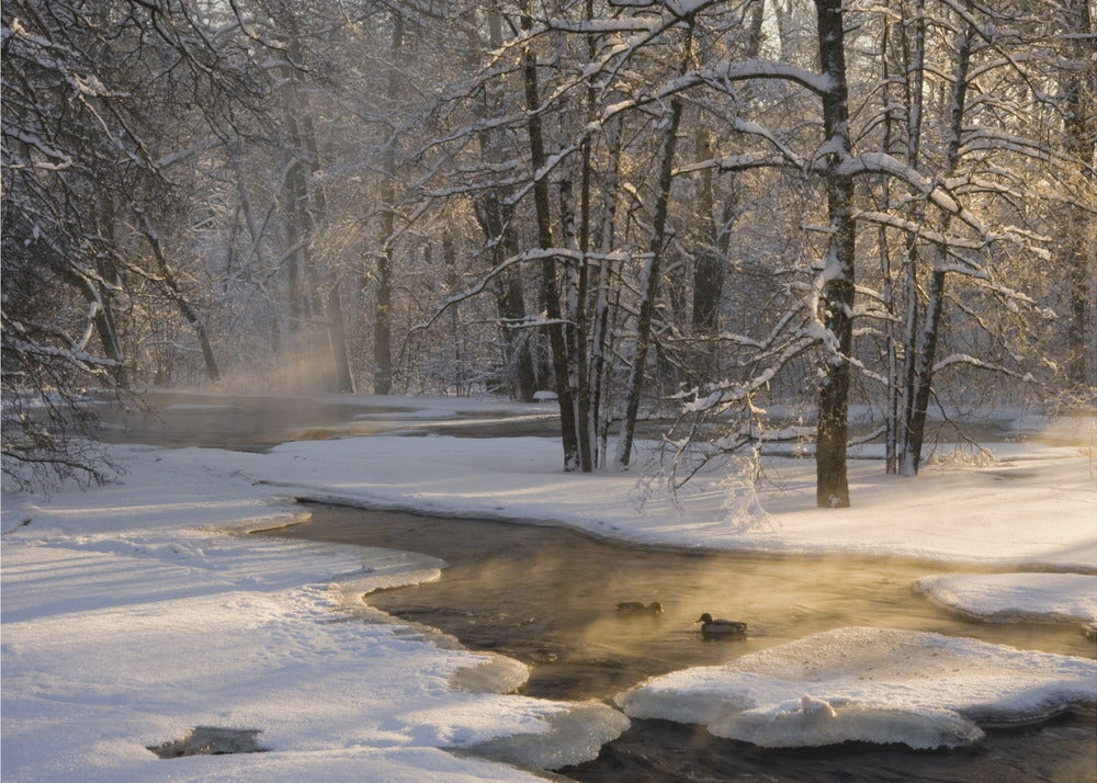 Ensimmäinen valo | Julisteet - Taidevedokset