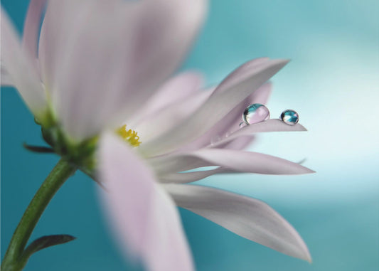 Turkoosi yritys | Julisteet - Taidevedokset