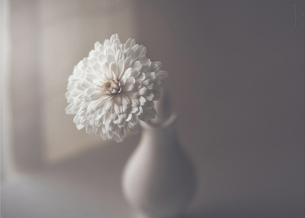 luz de la ventana | Posters  - Impresiones de Arte