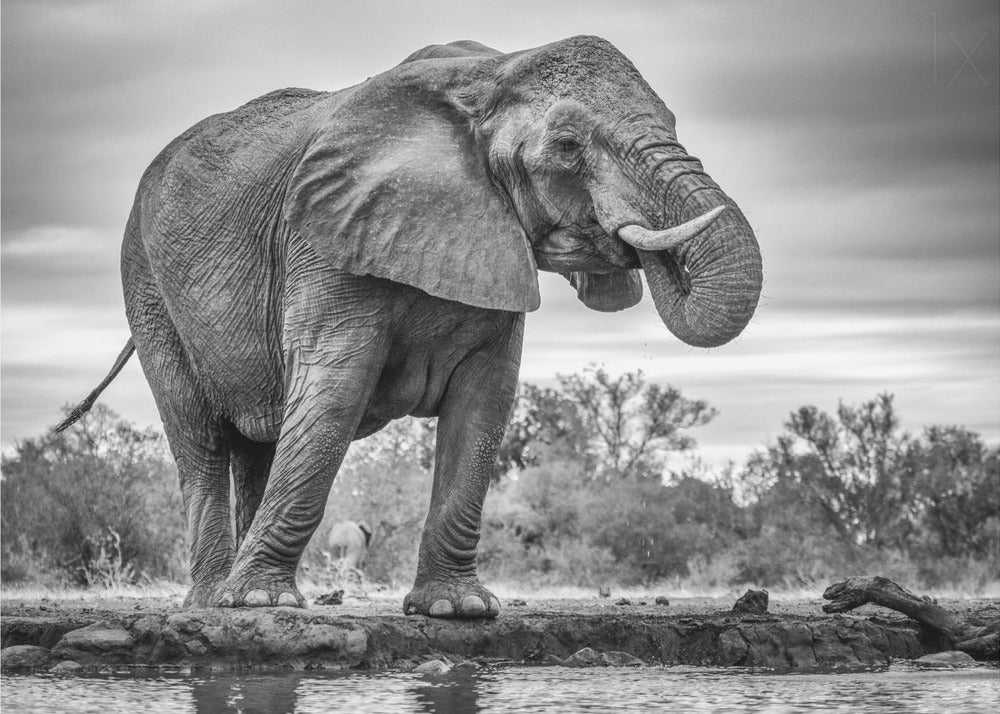 Seisova ylpeänä | Julisteet - Taidevedokset