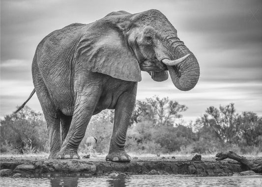 Seisova ylpeänä | Julisteet - Taidevedokset