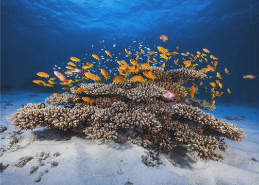 Vida marina | Papel Pintado Fotográfico