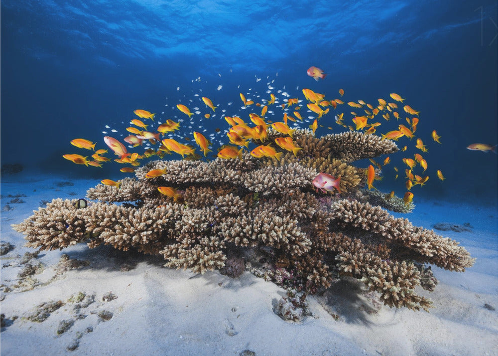 Vita marina | Carta da Parati Fotografica