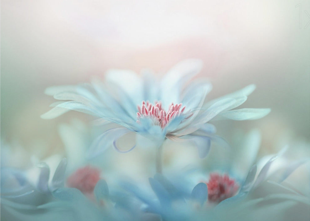 Fantasia | Valokuvatapetit