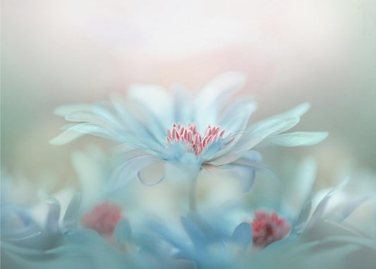 Fantasia | Valokuvatapetit