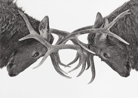 Ojo a ojo - Pelea de alces | Papel Pintado Fotográfico