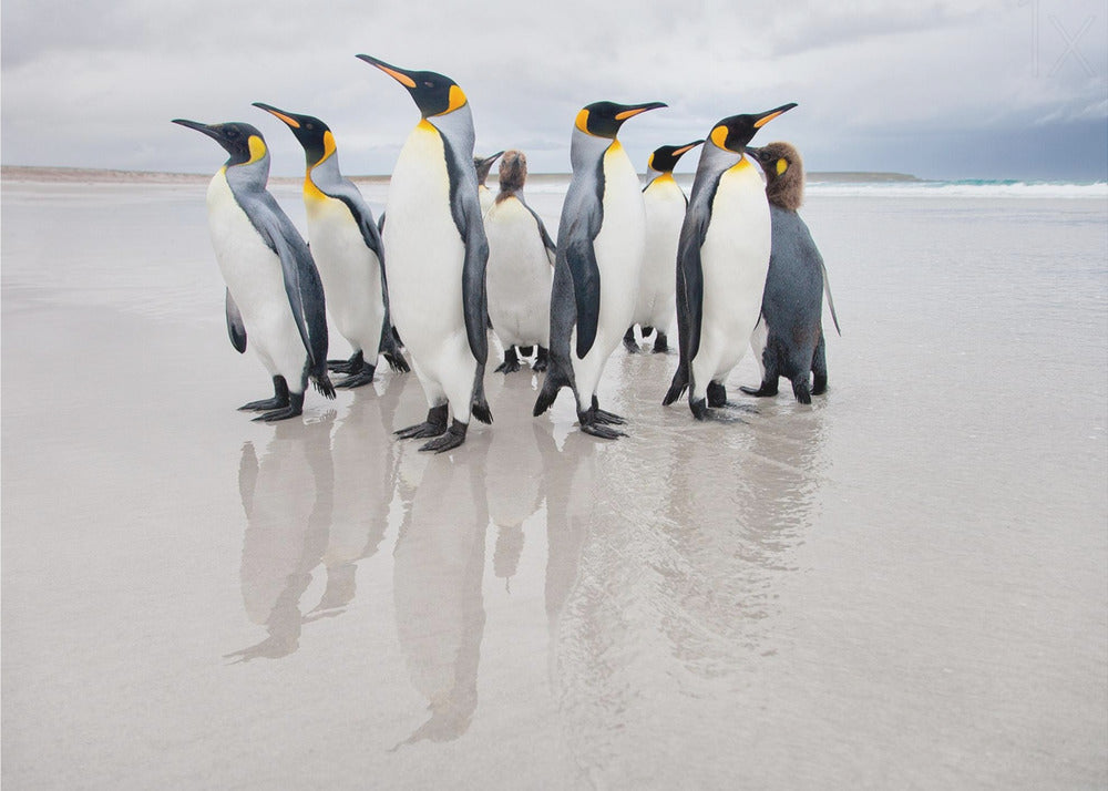 Guardia del corpo | Carta da Parati Fotografica