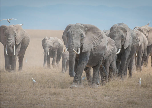 Muista Titaanit | Valokuvatapetit