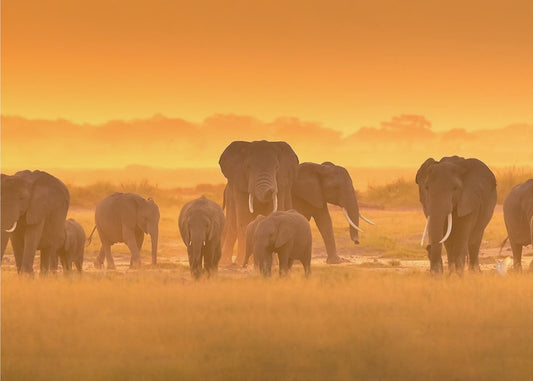 Kultainen valo | Valokuvatapetit