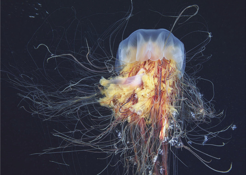 Melena de león gigante | Papel Pintado Fotográfico