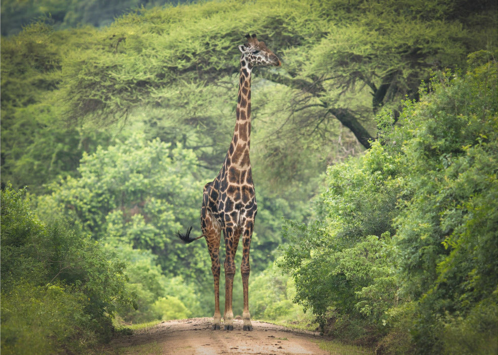 odottamaton tapaaminen | Valokuvatapetit
