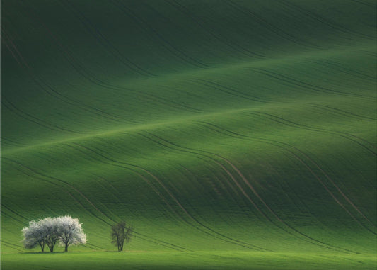 Naiset valkoisissa | Valokuvatapetit