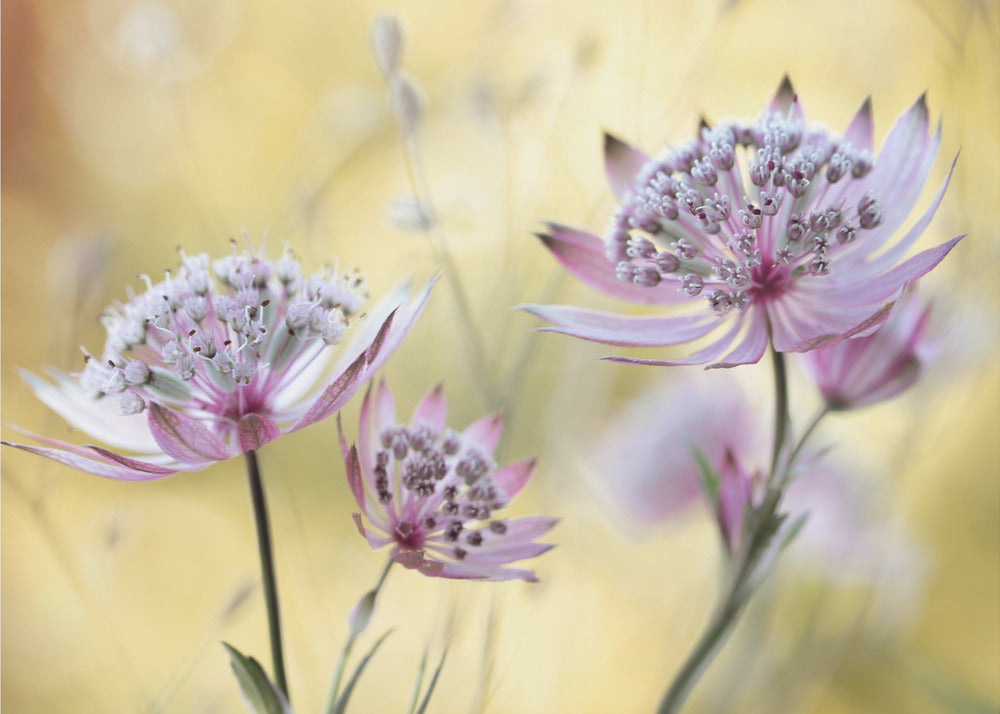 Astrantia Major | Wallpaper