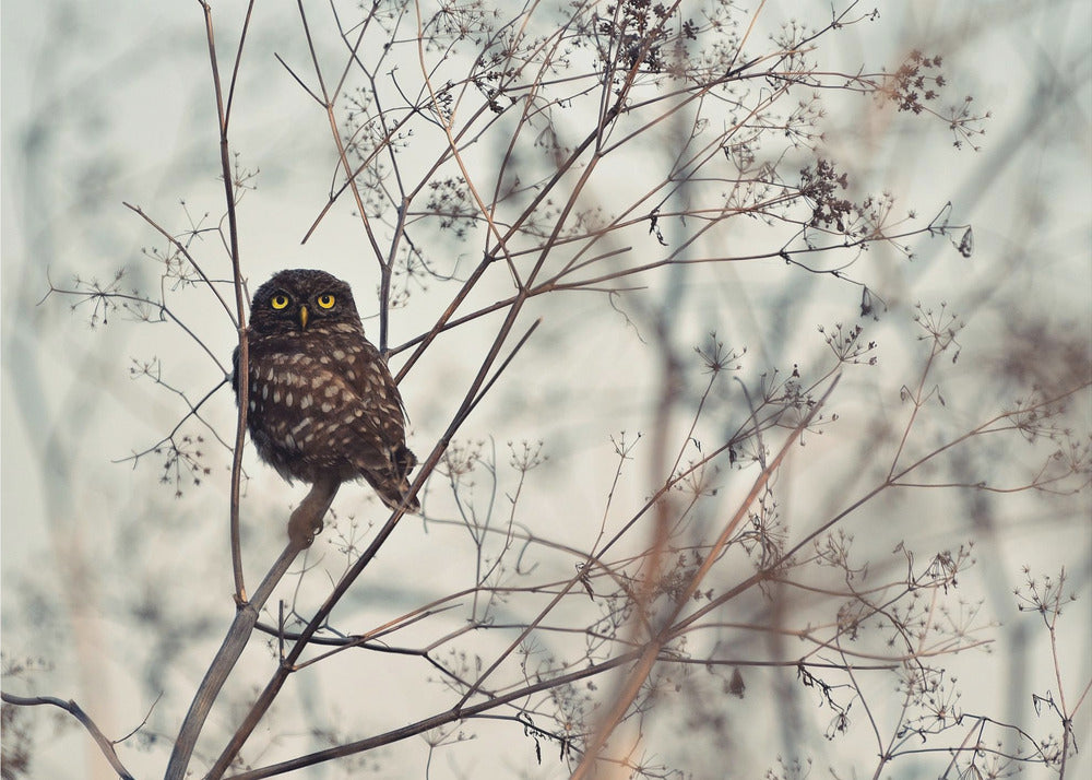 ¡Mírame! | Posters  - Impresiones de Arte