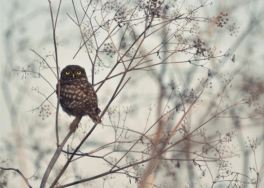 Katso minua! | Julisteet - Taidevedokset