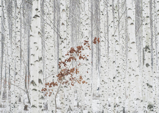 De Blanc | Papier Peint Photo