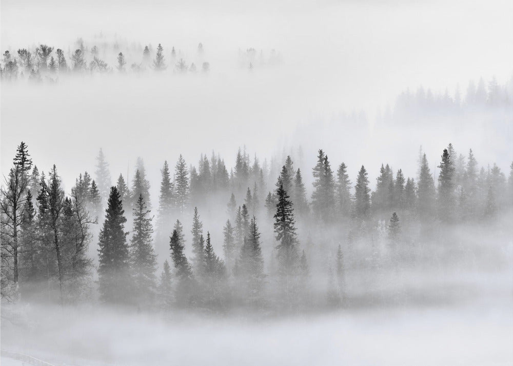 Foggy Forest | Wallpaper