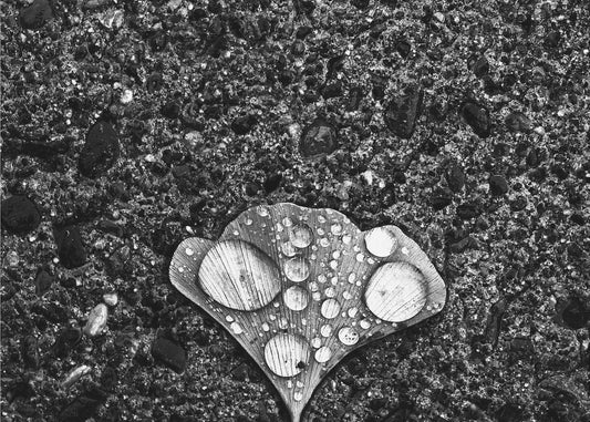 Rosa | Wydruki na łótnie