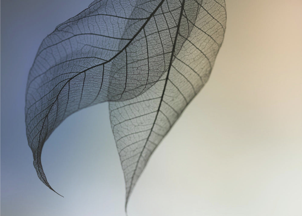 Kavatina | Julisteet - Taidevedokset